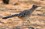 Road Runner