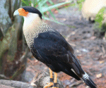 Caracara
