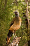 Chachalaca