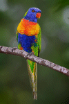 Lorikeet