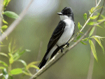 Kingbird