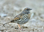 Accentor