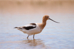 Avocet