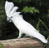 Cockatoo