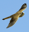 Kestral
