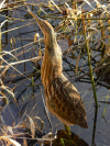 Bittern