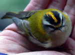 Firecrest