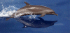 Porpoise